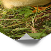 vogels, eenden, eenden, geel, natuur, schattig, ba poster (Hoek)