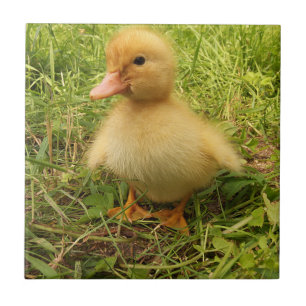 vogels, eenden, eenden, geel, natuur, schattig, ba tegeltje