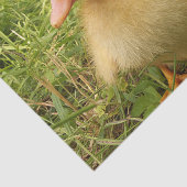 vogels, eenden, eenden, geel, natuur, schattig, ba tissuepapier (Detail)