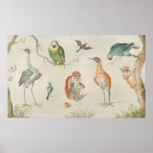 Vogels en apen - Jan van Kessel Fine Art Poster (Voorkant)
