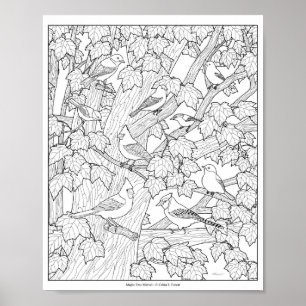 Vogels en esdoorn volwassenen kleurplaat 25x20cm poster