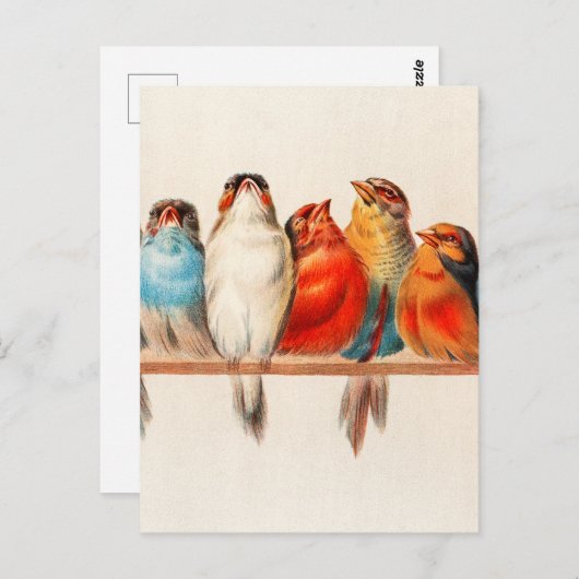 Vogels en kalm briefkaart (Voorkant / Achterkant)