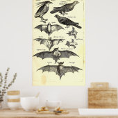 Vogels en vleermuizen Wetenschappelijke illustrati Poster (Keuken)