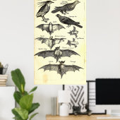 Vogels en vleermuizen Wetenschappelijke illustrati Poster (Thuiskantoor)