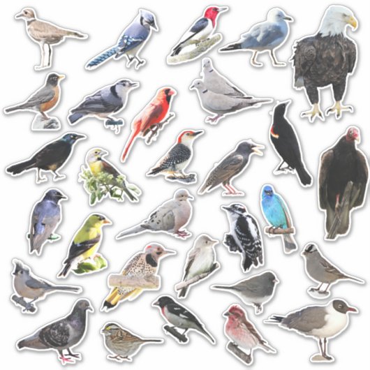 Vogels Galore Sticker (Voorkant)