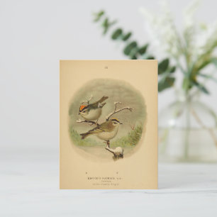 vogels Golden Crowned Kinglet Vogelwelt Briefkaart