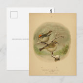  vogels Golden Crowned Kinglet Vogelwelt Briefkaart (Voorkant / Achterkant)