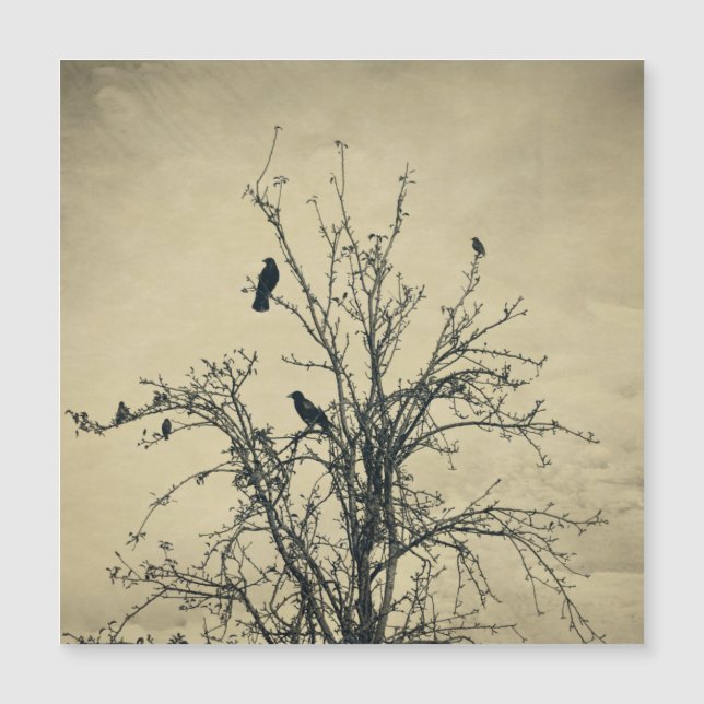 Vogels in de boom   -     (Voorkant)