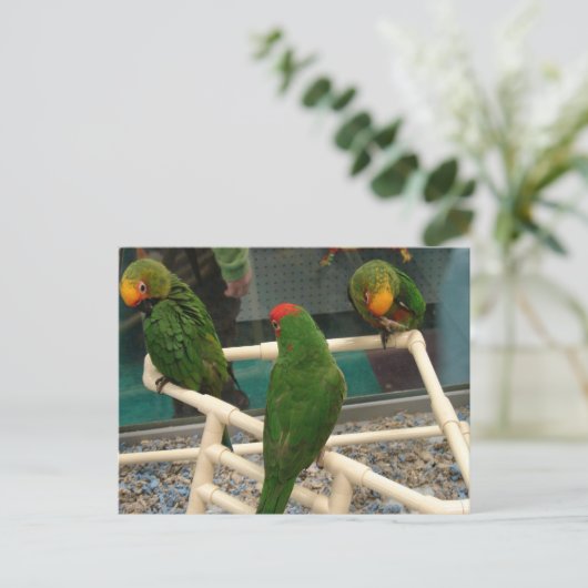 Vogels in de Pet Store Briefkaart (Staand voorkant)