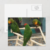 Vogels in de Pet Store Briefkaart (Voorkant / Achterkant)