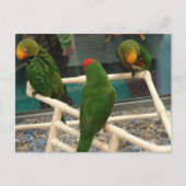 Vogels in de Pet Store Briefkaart (Voorkant)