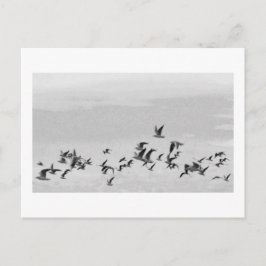 Vogels in het Briefkaart van de vlucht