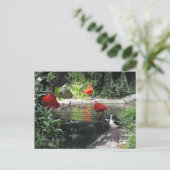 Vogels in het Briefkaart water (Staand voorkant)