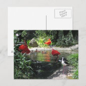 Vogels in het Briefkaart water (Voorkant / Achterkant)