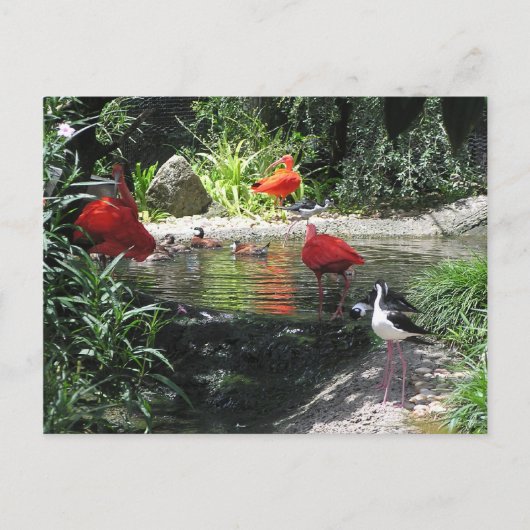 Vogels in het Briefkaart water (Voorkant)
