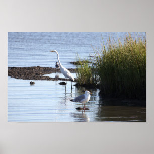 Vogels in het Water Poster