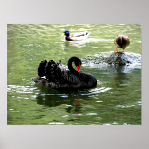 Vogels in het water poster