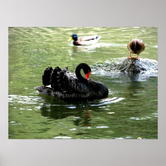 Vogels in het water poster (Voorkant)