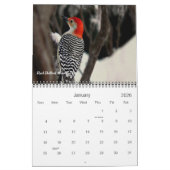 Vogels in je achtertuin kalender (Jan 2026)