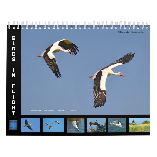 Vogels in vlucht 12-maandenkalender kalender (Hoes)