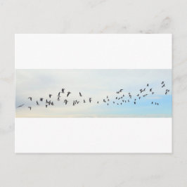 Vogels in vlucht briefkaart
