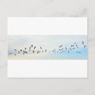 Vogels in vlucht briefkaart