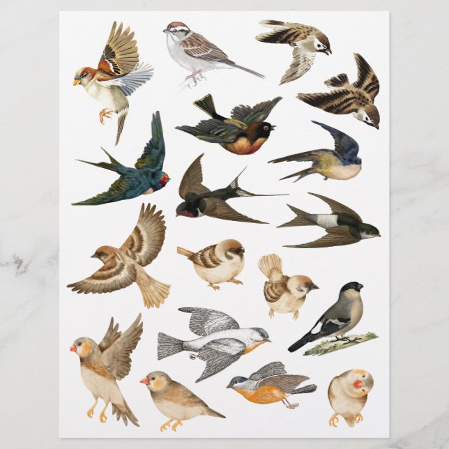 Vogels in vlucht en rust Fussy Cuts (Voorkant)