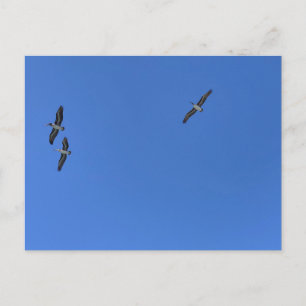 Vogels in vlucht tegen blauwe lucht strand fotogra briefkaart