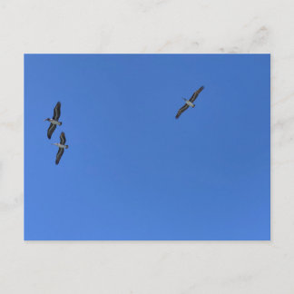 Vogels in vlucht tegen blauwe lucht strand fotogra briefkaart