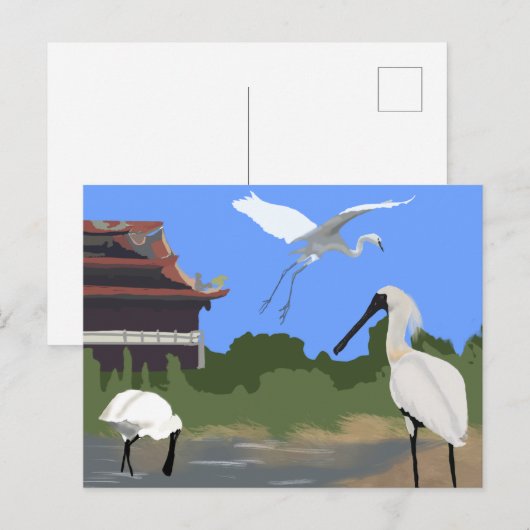 Vogels -- Lepelaars en Reigers Briefkaart (Voorkant / Achterkant)