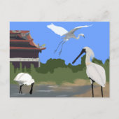 Vogels -- Lepelaars en Reigers Briefkaart (Voorkant)