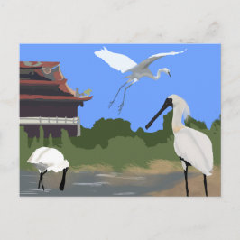 Vogels -- Lepelaars en Reigers Briefkaart
