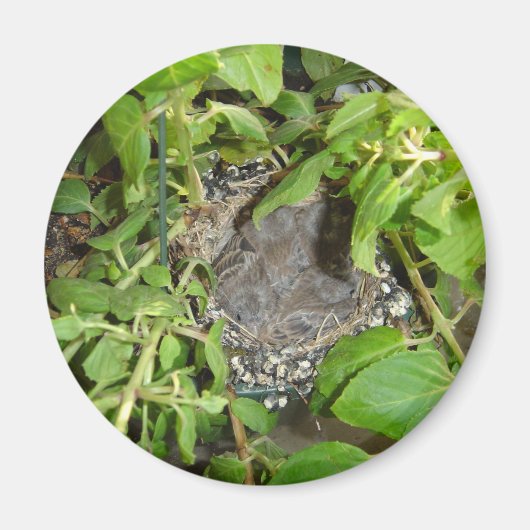 vogels magneet (Voorkant)