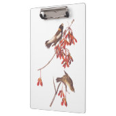 Vogels of Bobolinkvogels van de rijstbundel van Au Klembord (Links)