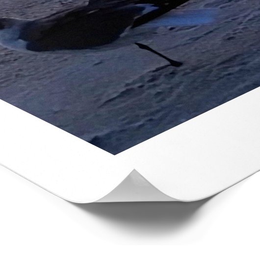 Vogels op de kust poster (Hoek)