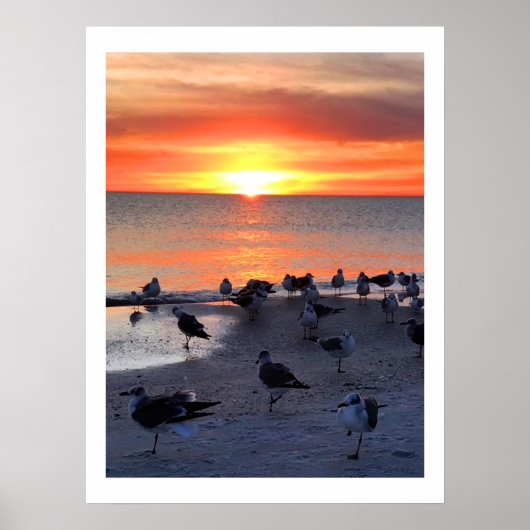 Vogels op de kust poster (Voorkant)