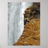 Vogels op de rotsen poster (Voorkant)