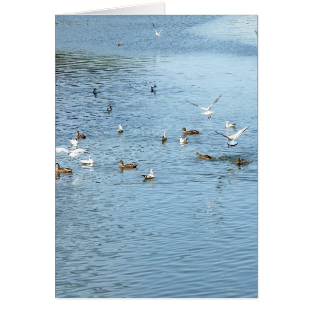 Vogels op de zomerrivier (Voorkant)