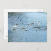 Vogels op de zomerrivier briefkaart (Voorkant / Achterkant)