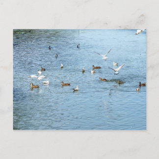 Vogels op de zomerrivier briefkaart