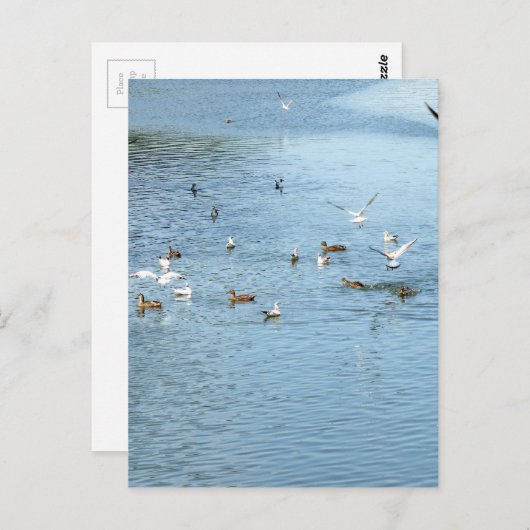 Vogels op de zomerrivier briefkaart (Voorkant / Achterkant)