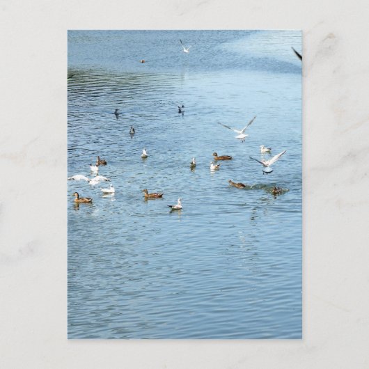 Vogels op de zomerrivier briefkaart (Voorkant)