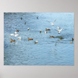 Vogels op de zomerrivier poster