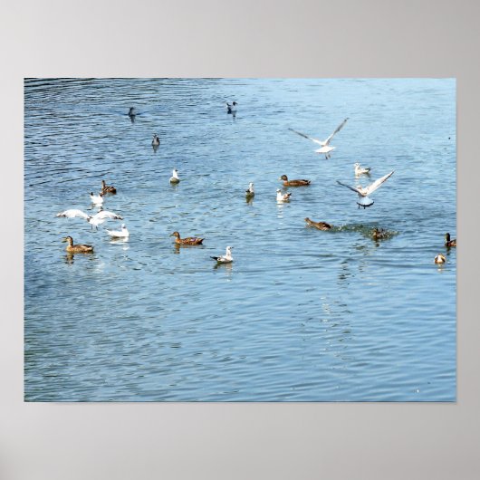Vogels op de zomerrivier poster (Voorkant)