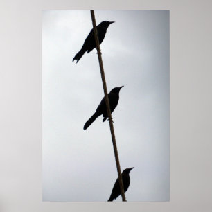 Vogels op draadvogels op een rijfoto van het poste poster