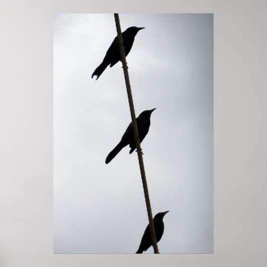 Vogels op draadvogels op een rijfoto van het poste poster (Voorkant)