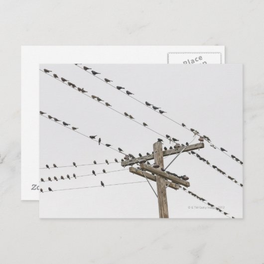 Vogels op draden briefkaart (Voorkant / Achterkant)