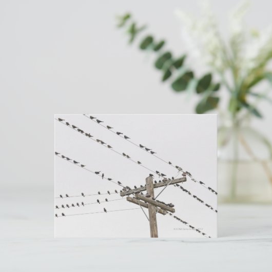 Vogels op draden briefkaart (Staand voorkant)