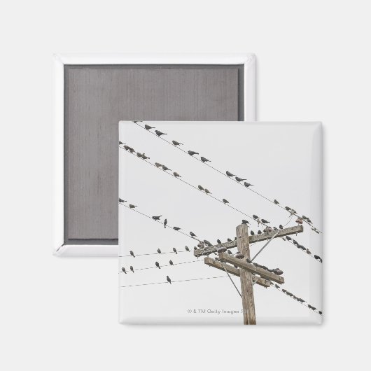 Vogels op draden magneet (Voorkant / Achterkant)