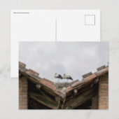Vogels op een dak briefkaart (Voorkant / Achterkant)
